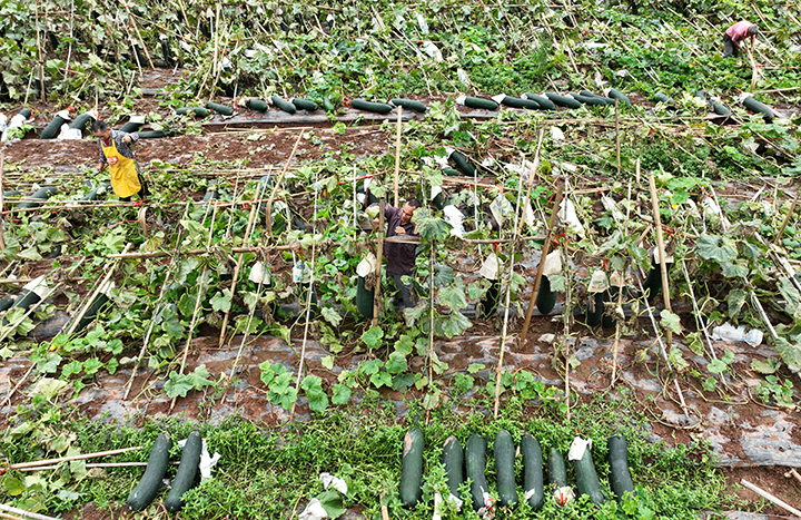 图1  9月27日，内江市东兴区平坦镇晒鱼村，村民忙着采收黑皮东瓜（无人机照片）。.png