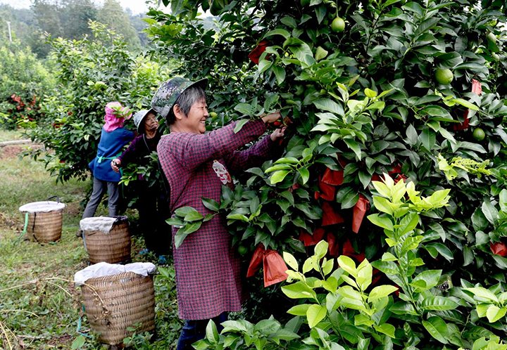 2. 2023年10月16日，四川省广安市广安区大安镇一家农业公司的柠檬种植基地内，村民在采收柠檬。.png