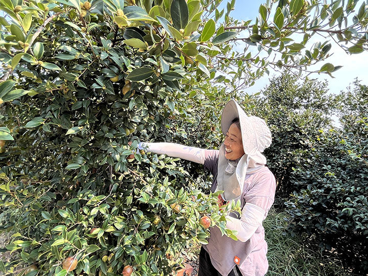 2度佳镇白坡村13组的徐桂容大姐正在油茶林里为枝叶茂盛的油茶树剪枝.jpg