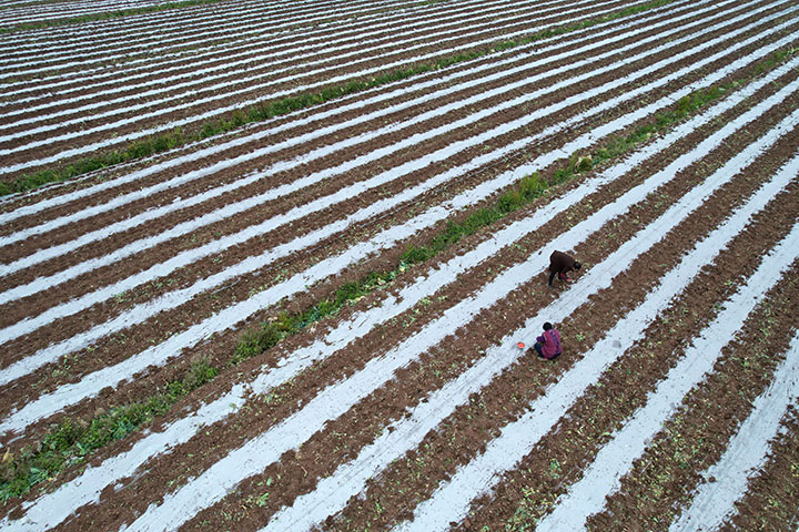 图2  2024年3月4日，四川省内江市东兴区石子镇桂溪社区，农民正在播种玉米。.jpg