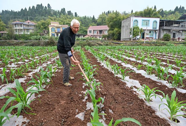 图6  村民在鲜食玉米地培土护苗.jpg