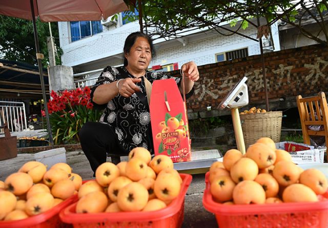 图1  4月28日，四川省内江市东兴区杨家镇清古岩村，果农分拣、包装生态枇杷。.jpg