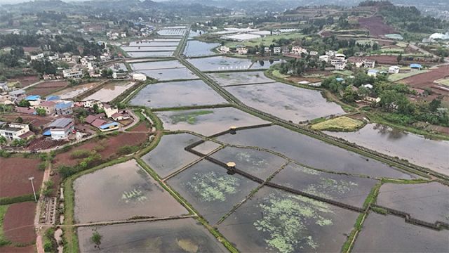 图1  雁江区粮油现代农业园区稻虾综合种养基地 李雅摄 拷贝.jpg