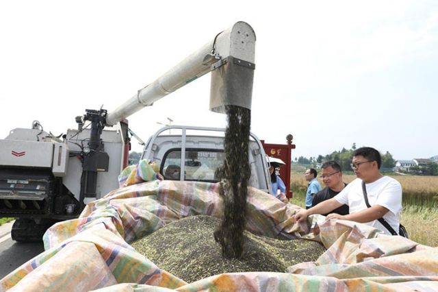 图3  5月6日，广安区油菜千亩高产示范片测产工作在广安区花桥镇冲锋村油菜种植基地举行，正在机收油菜。.jpg