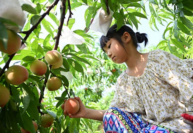 图1  5月25日，内江市东兴区双桥镇元觉村，当地农民趁着晴好天气采摘脆桃。.jpg