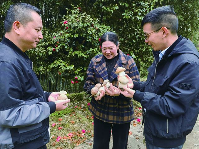 邬高林下种植专业合作社负责人邬高兰介绍林下菌种植情况.jpg