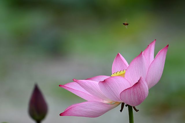 图1 2024年7月5日，在四川省内江市东兴区田家镇燕子湾农庄的荷塘中，蜜蜂在荷花间飞舞。.jpg