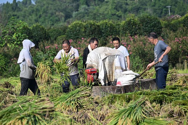 图4 8月13日，内江市东兴区富溪镇田溪口村，农民在抢收水稻。.jpg