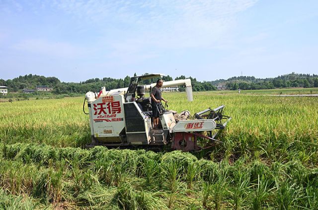 图1 8月16日，四川省内江市东兴区平坦镇水梨村，河南稻客正在机收水稻。.JPG