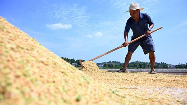 图4 当地农民正在晾晒水稻.JPG