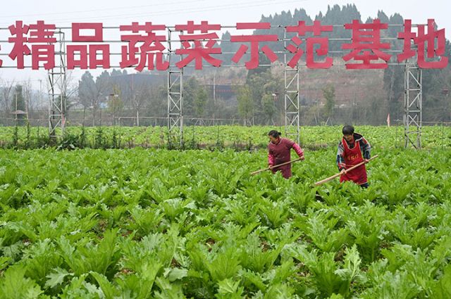 图2  2025年2月18日，四川省内江市东兴区田家镇正子村蔬菜种植基地，农民正在蔬菜地里劳作。.jpg