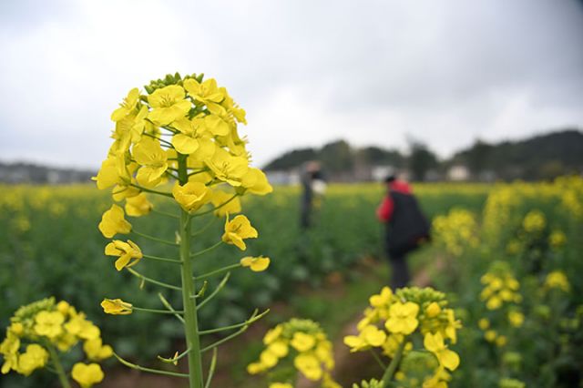 图5  2025年3月4日，四川省内江市东兴区杨家镇二龙村，鲜花盛开春意浓。.JPG