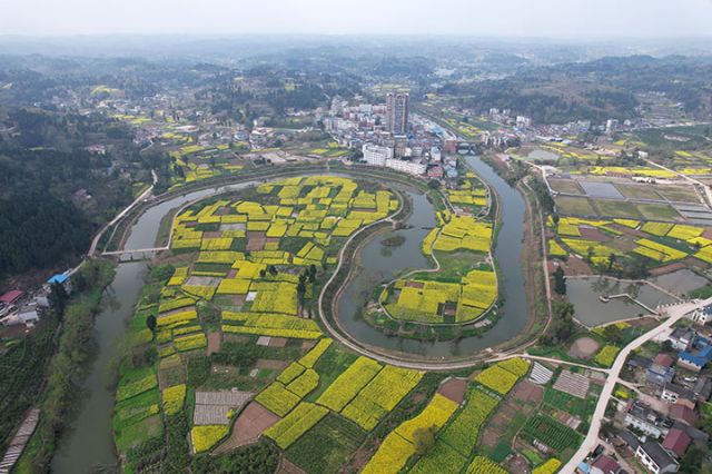 图2  2025年3月12日，俯瞰四川省内江市东兴区杨家镇金银嘴村，油菜花田与河流、公路、民居等相映成景。.jpg