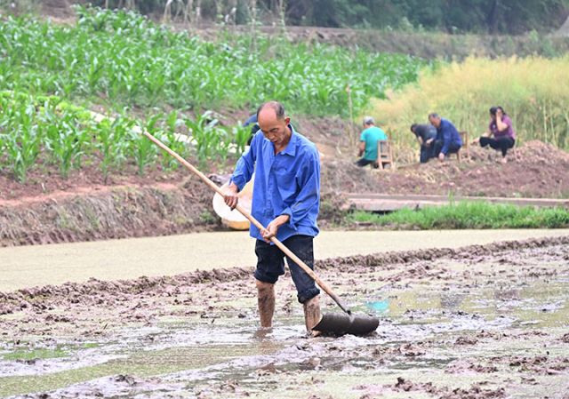 图3  当地村民正在平整稻田.JPG