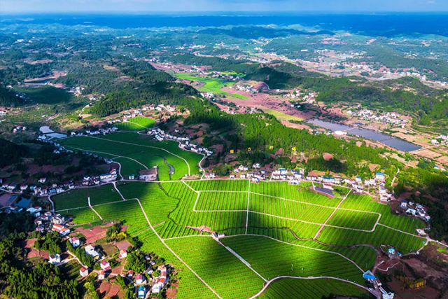 图2  安岳魅力柠海景区。中共安岳县委宣传部供图.jpg