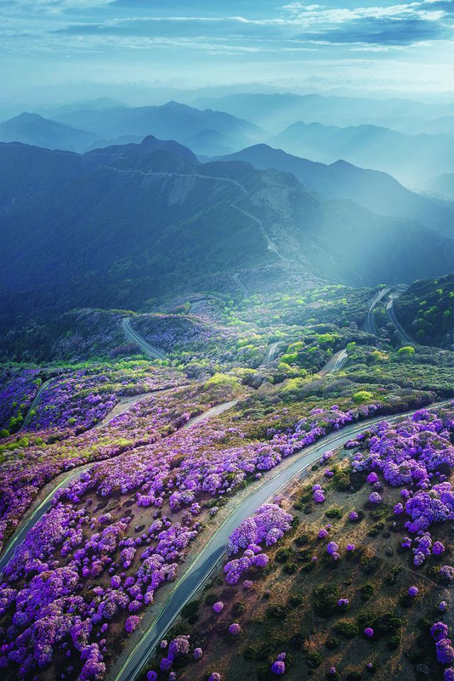 龙肘山百里杜鹃花海.jpg