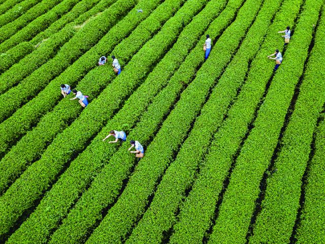 达州农商银行信贷支持的茶场生机盎然  刘毅 摄.jpg