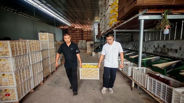 图3  彭必全与彭彪在搬运柠檬。闫凯 摄.jpg