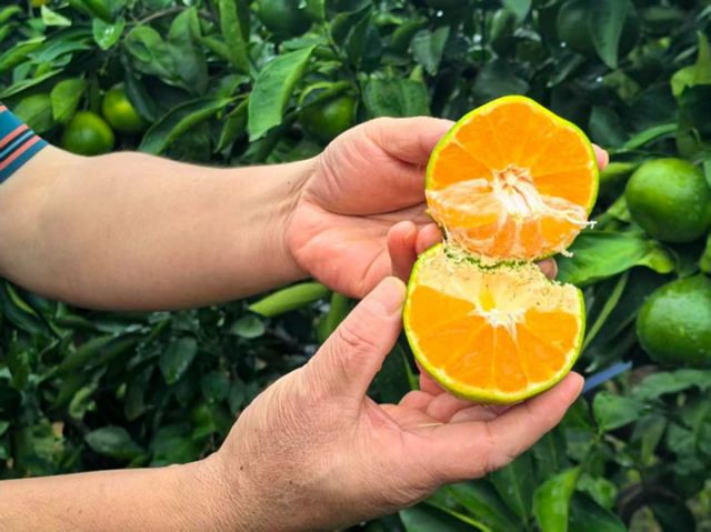 图1 雁江蜜柑.jpg