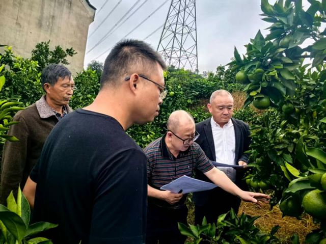 图2  雁江蜜柑果王、树王评选.jpg
