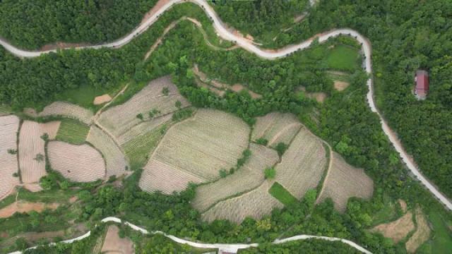 图1  板桥镇宋家坪蔬菜基地的蔬菜梯田（王玮 摄）.jpg