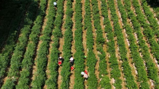 图4  薛坪镇普陀庵村辣椒种植基地（刘江摄）.jpg