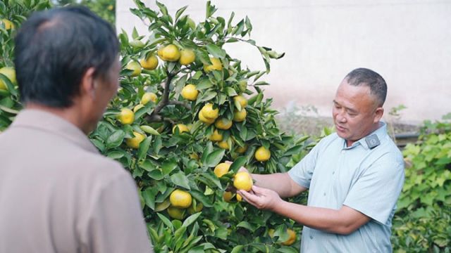 1761123867578393.jpg 图1 刘树文指导柑橘种植.jpg