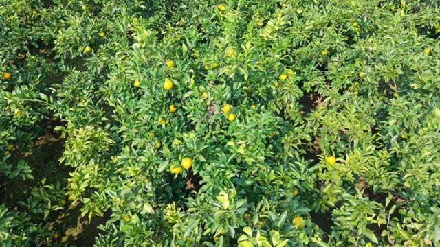 1761123875450655.jpg 图2 柑橘林.jpg