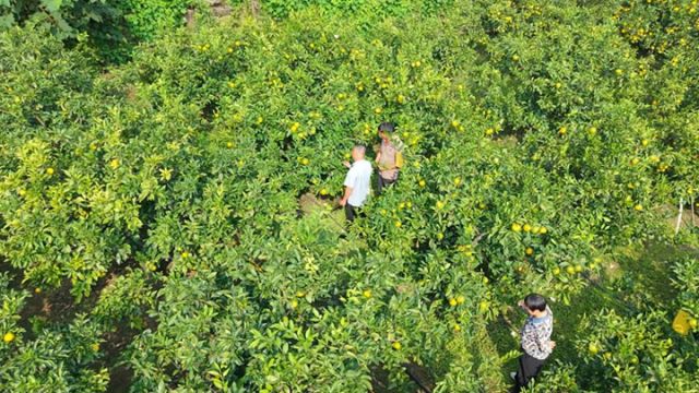 1761123948331156.jpg 图4 刘树文指导柑橘种植.jpg