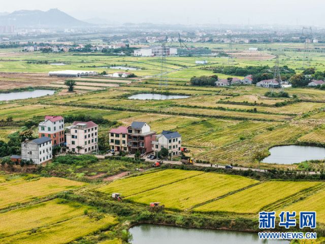 图1  10月22日，收割机在塘雅镇万亩良田示范区收割水稻（无人机照片）。 拷贝.jpg