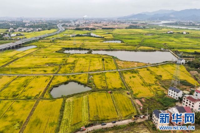 图3  10月22日，空中俯瞰塘雅镇万亩良田示范区（无人机照片）。 拷贝.jpg