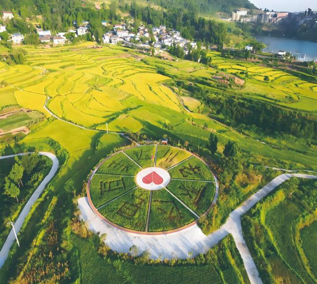 达川区米城贡米现代农业园区  李彦 摄 .jpg