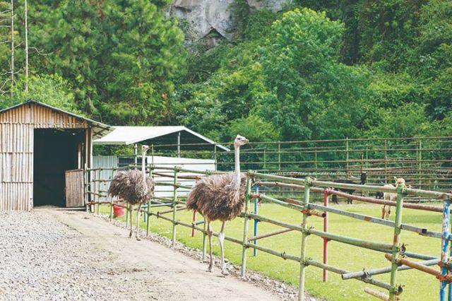 龙湖·蝴蝶谷内的鸵鸟  周淼葭 摄.jpg