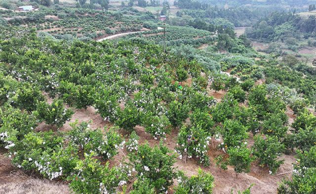 图1  11月7日，四川省内江市东兴区富溪镇天赐村，果农忙着进行柑橘套袋作业（无人机照片）。.jpg