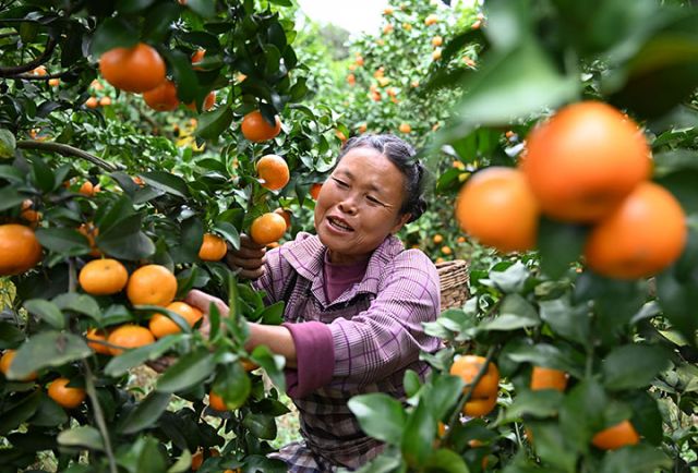 图2  果农忙着采收砂糖桔.jpg