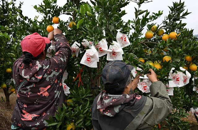 图3  果农忙着进行柑橘套袋作业.jpg