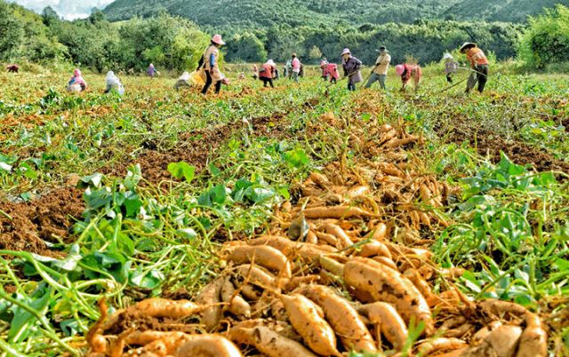 图3 卫泸片区高标准农田项目区种植户在采收红薯 （赵树龙 摄）.jpg
