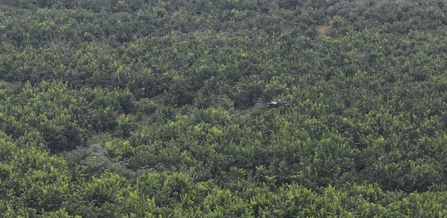 图1  无人机驰骋于连片柠檬园。易奎西 摄.jpg