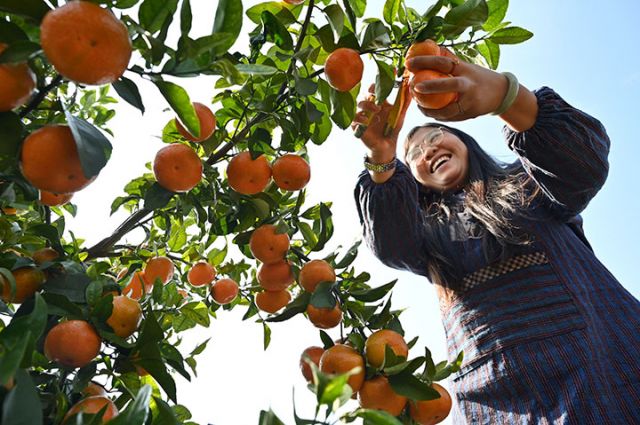 图1 2025年11月20日，在四川省内江市东兴区白合镇华山村，人们正在采收砂糖橘。 (2).jpg