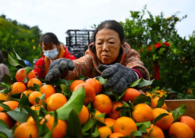 图3  专合社社员和果农正在把新鲜采摘的砂糖桔分拣、装框。.jpg