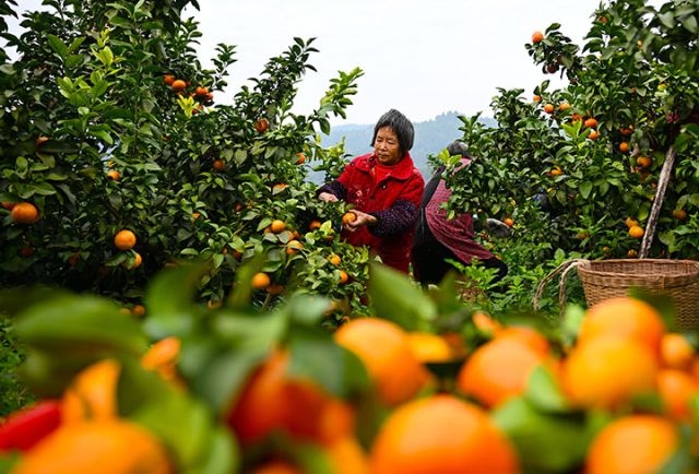 图5  专合社社员和果农正在采摘砂糖桔.jpg