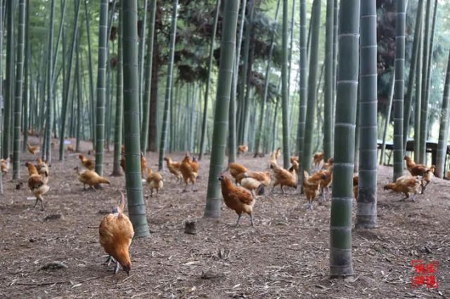 图2  纳溪区林下鸡养殖。（区林竹局供图）.jpg