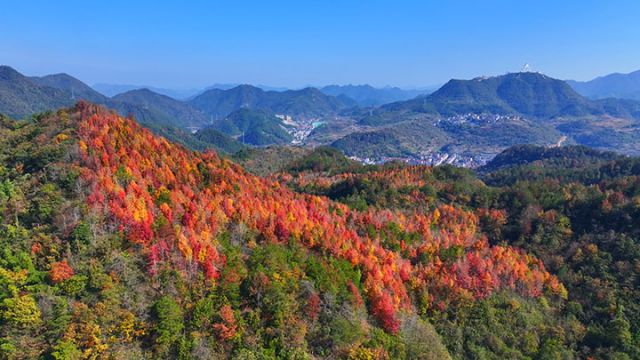 磐安县秋色一景 （郑晨光 摄）.jpg