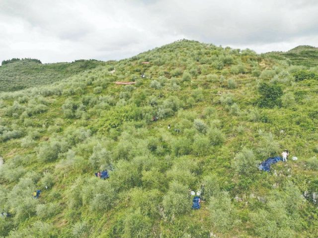 1764837222892576.jpg 梁板镇7000多亩油橄榄基地里.jpg