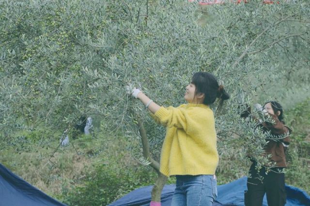 1764837228907552.jpg 油橄榄成为农户增收、企业盈利的“致富果”.jpg