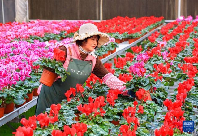 图1  12月10日，花农在山东省青岛市即墨区灵山街道百亿绿洲花卉种植基地搬运待售的花卉。 拷贝.jpg