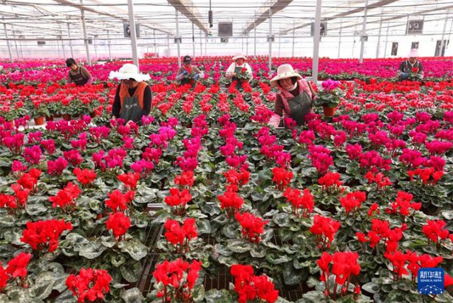 图2  12月10日，花农在山东省青岛市即墨区灵山街道百亿绿洲花卉种植基地管护花卉。 拷贝.jpg