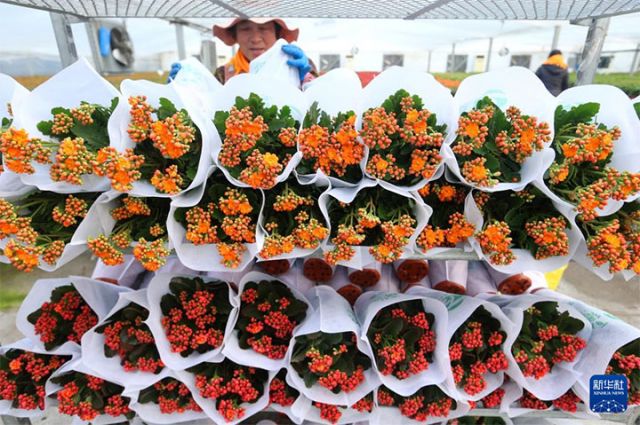 图3  12月10日，花农在山东省青岛市即墨区灵山街道百亿绿洲花卉种植基地搬运待售的花卉。 拷贝.jpg