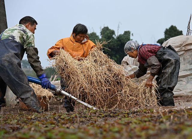 1765875138636713.jpg 图1 12月15日,在四川省内江市东兴区椑木镇长滩社区,种植户正在采收鱼腥草。.jpg