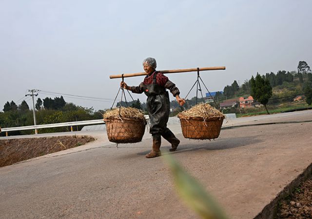 1765875142970246.jpg 图2 种植户正在转运鱼腥草.jpg